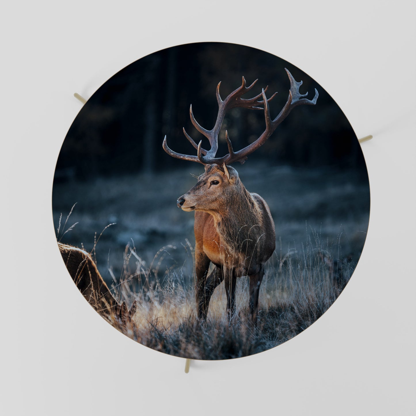 Tavolino da caffè ANTLERED REGALITY 69