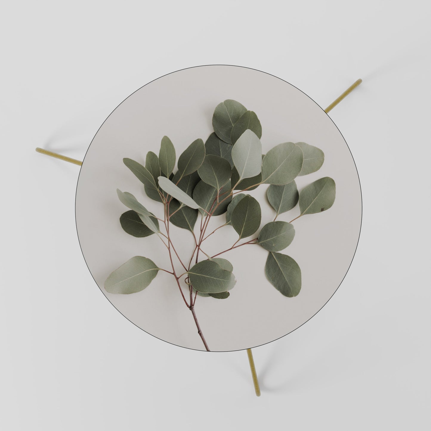 EUCALYPTUS BRANCH Coffee Table 60