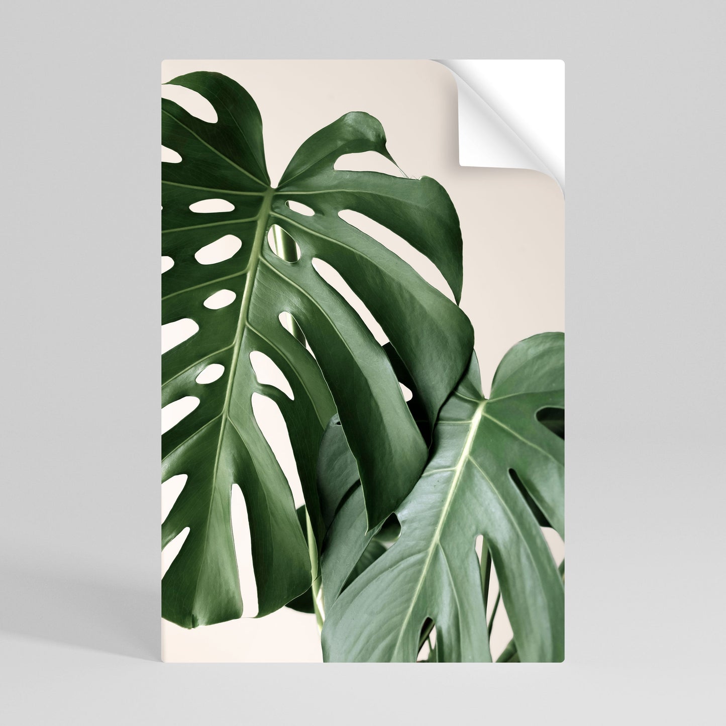 Poster verticale staccabile e attaccabile MONSTERA ACCURACY