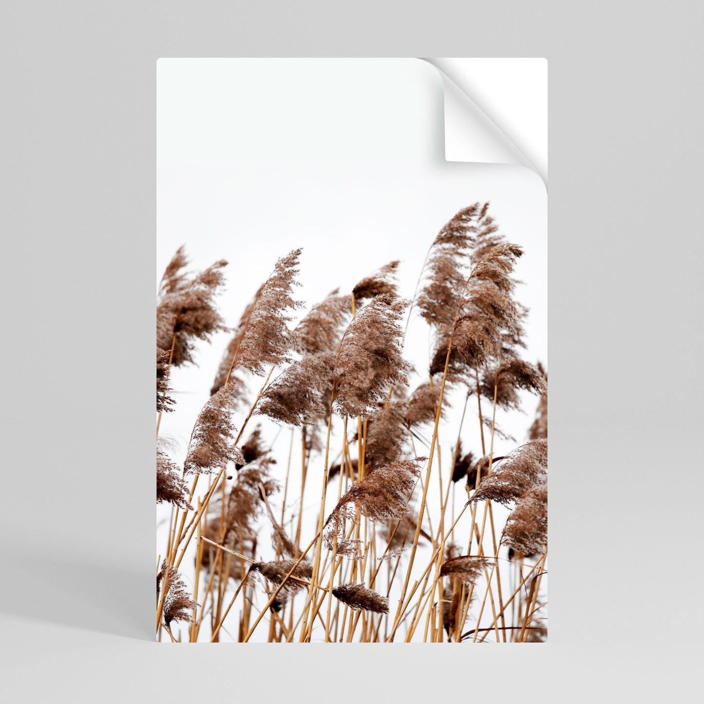 DANZA DELLE CANNE Poster verticale staccabile e attaccabile