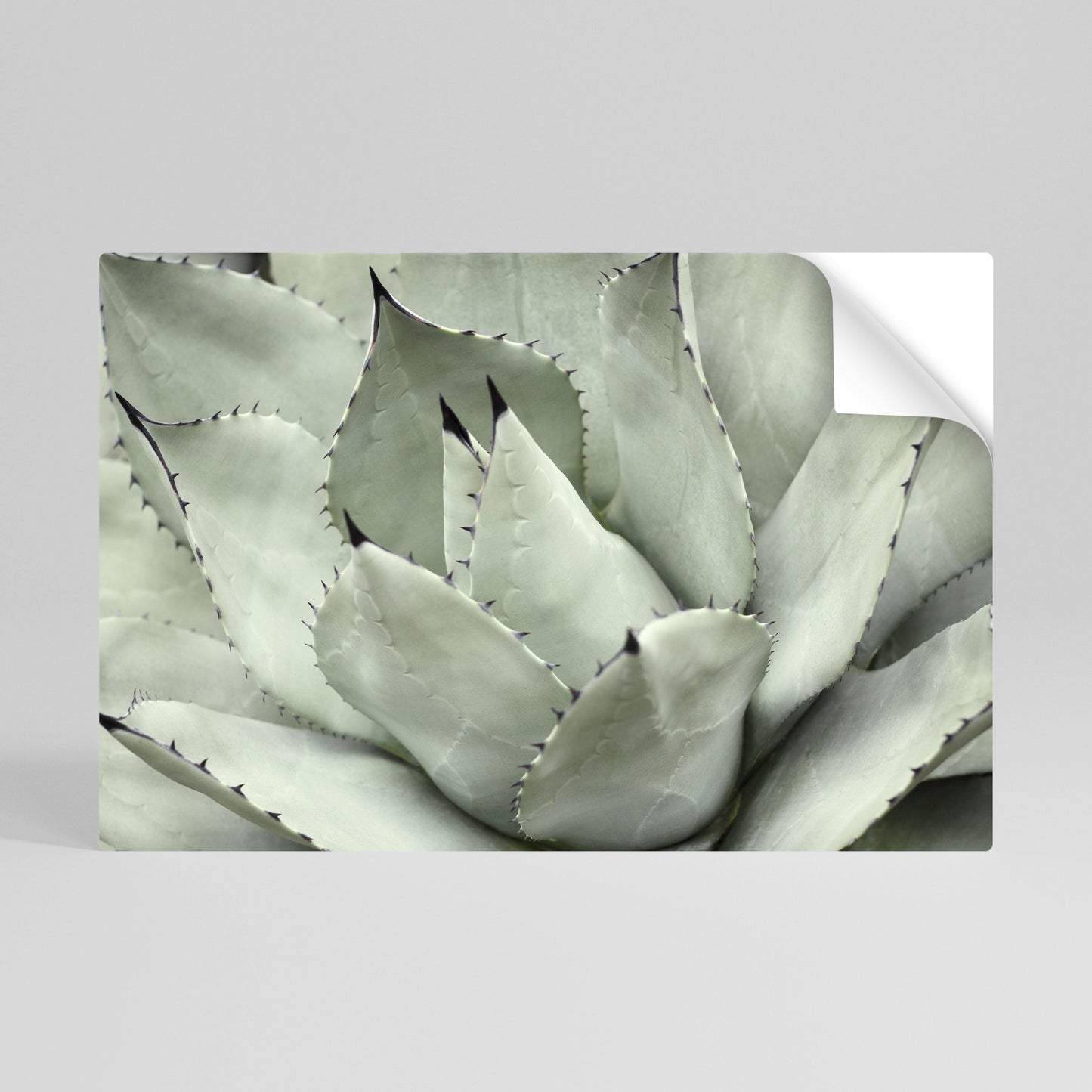 Poster orizzontale staccabile e attaccabile SOGNO MISTICO SUCCULENTO
