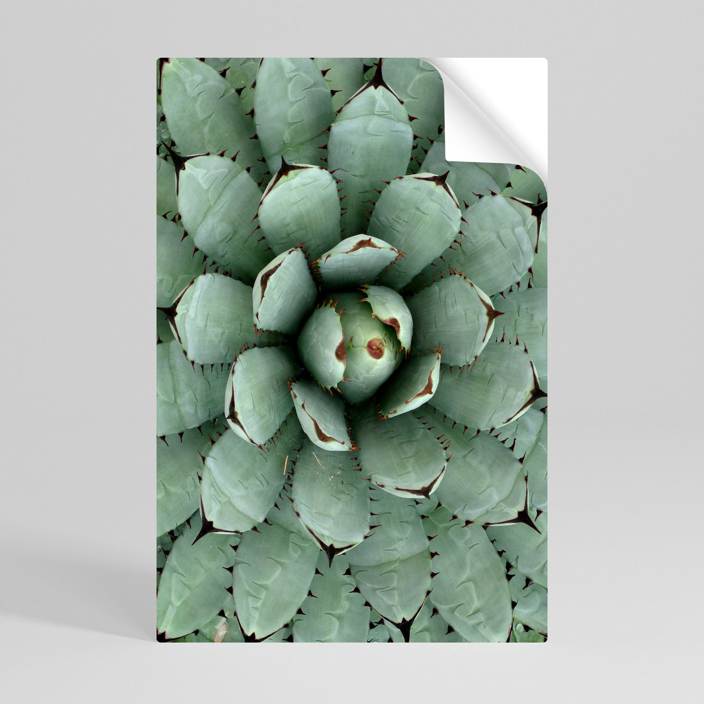 SIMMETRIA SUCCULENTA Poster verticale staccabile e attaccabile