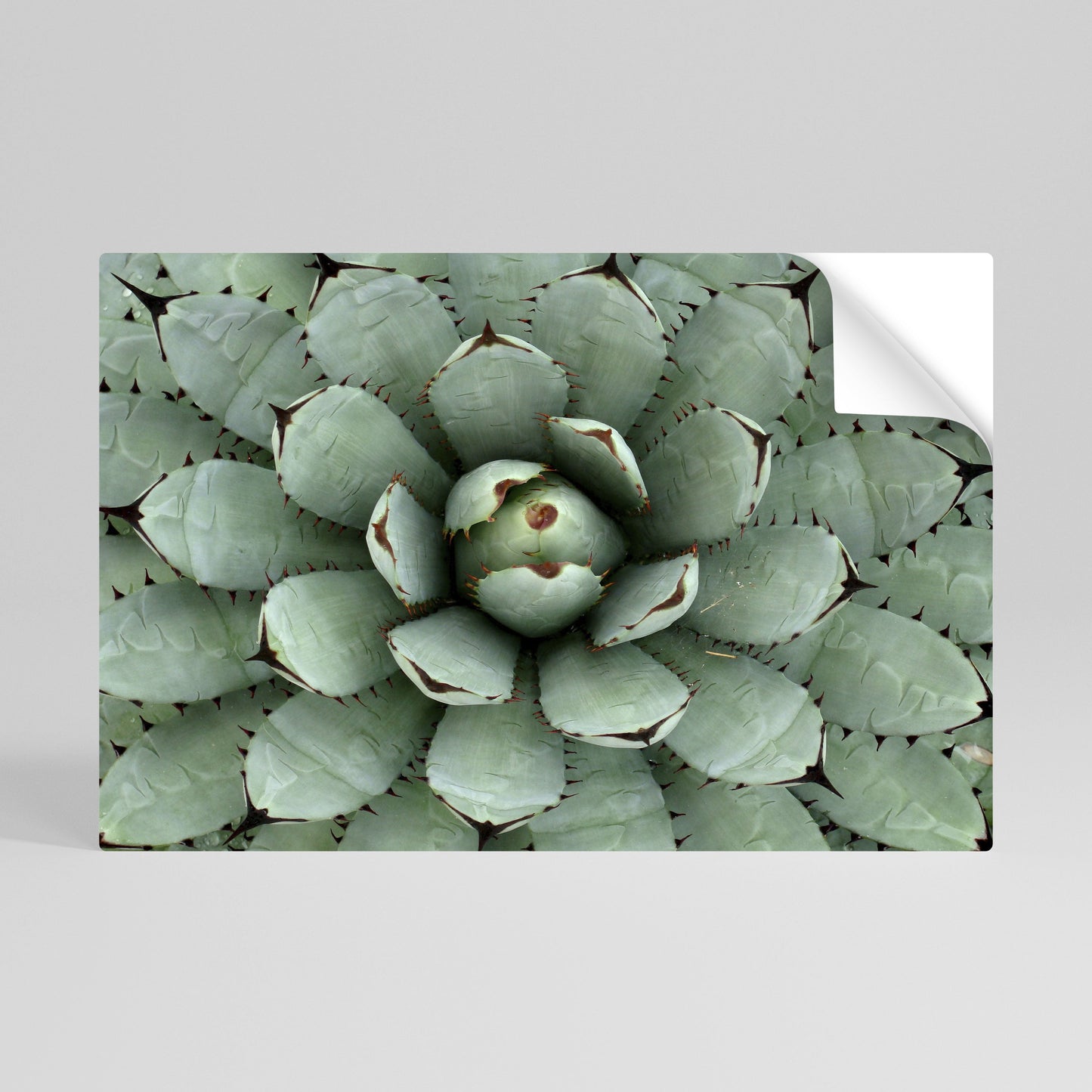 SIMMETRIA SUCCULENTA Poster orizzontale staccabile e attaccabile