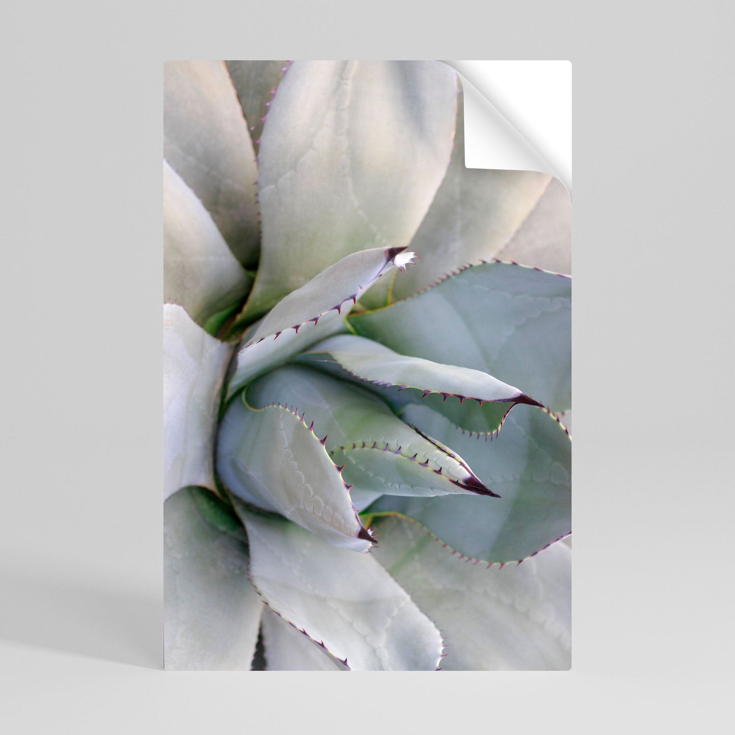 Poster verticale staccabile e attaccabile AGAVE ELEGANCE