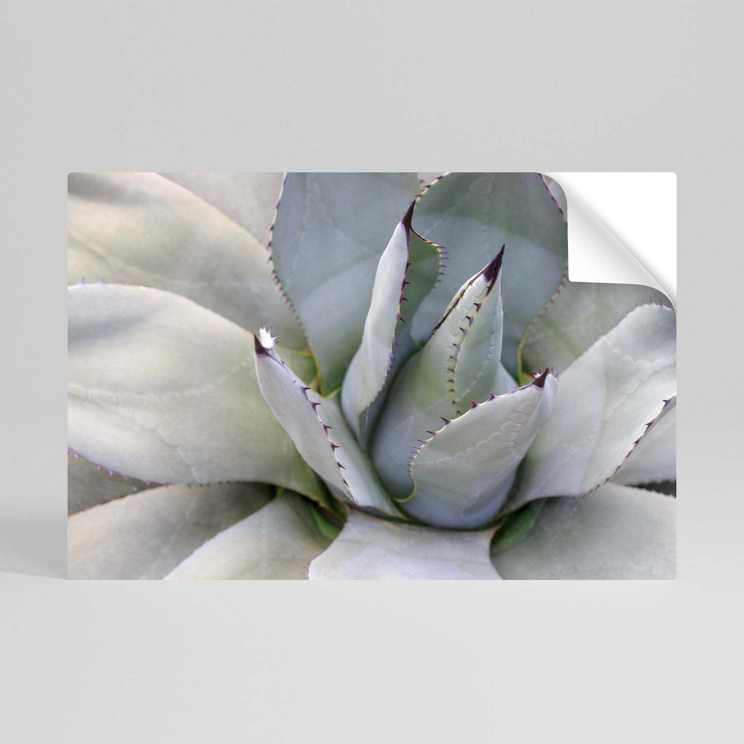 Poster orizzontale staccabile e attaccabile AGAVE ELEGANCE