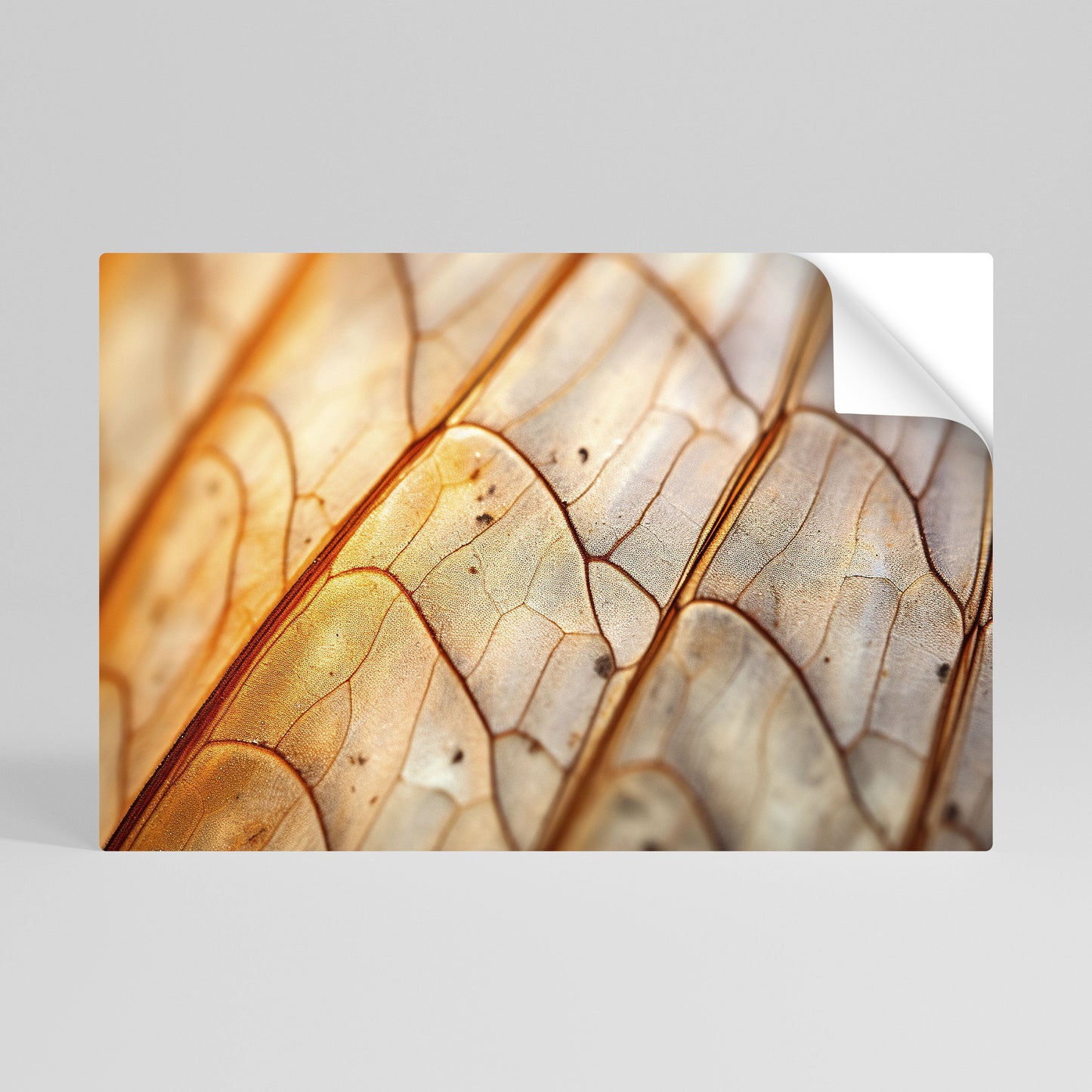 ELEGANTE VENATURA Poster orizzontale staccabile e attaccabile