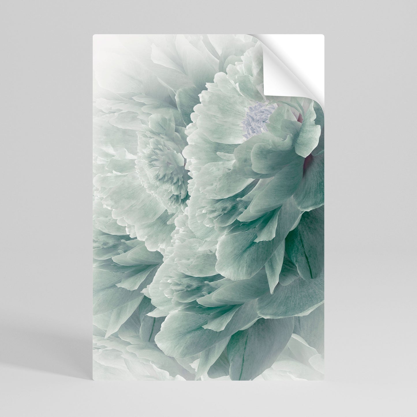 Poster verticale staccabile e attaccabile "PEONIE arboree"