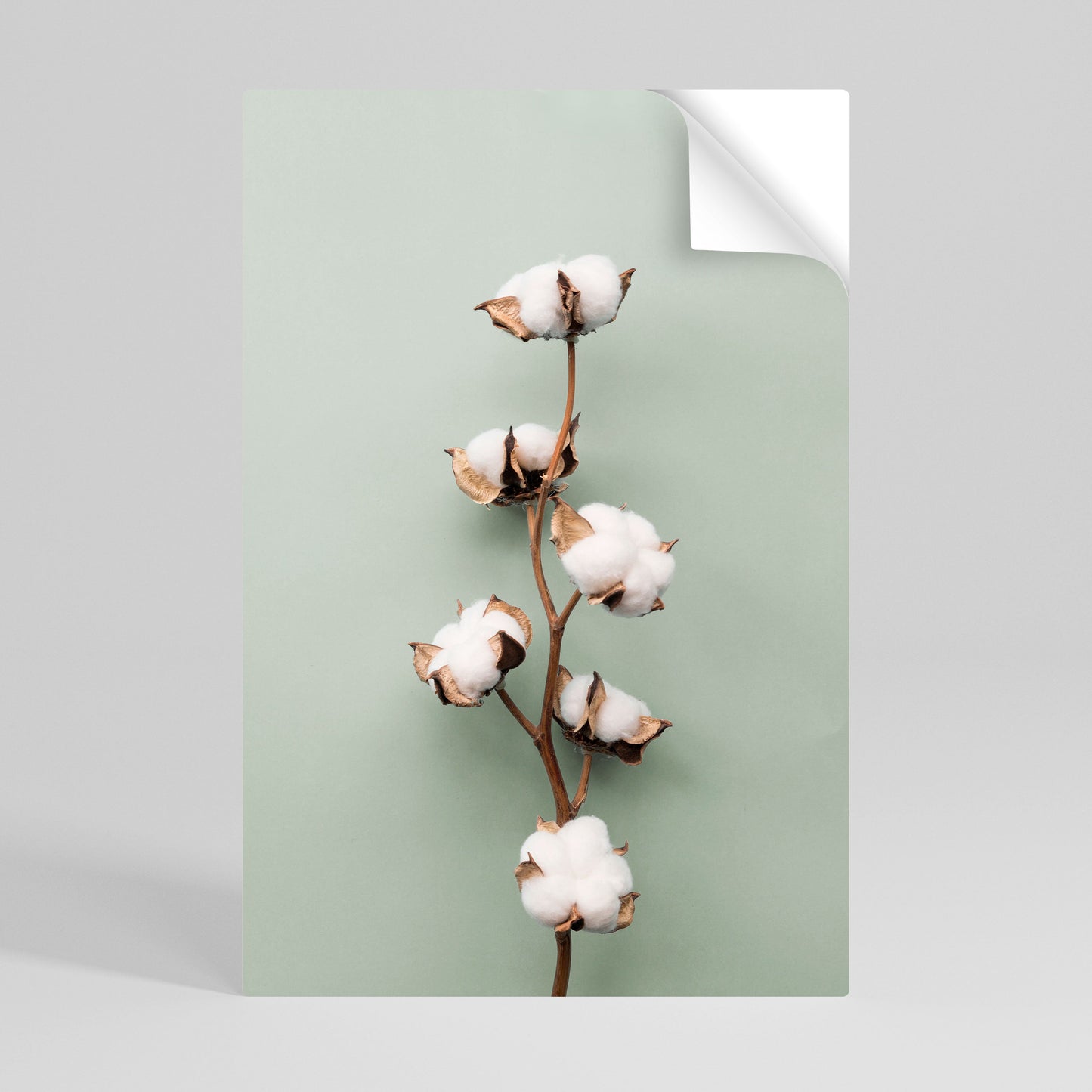 COTTON DREAMS UNFOLDED Poster verticale staccabile e attaccabile
