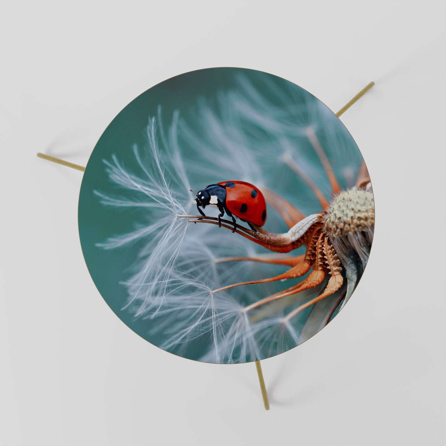 Tavolino da caffè LADYBUG BALANCE 60