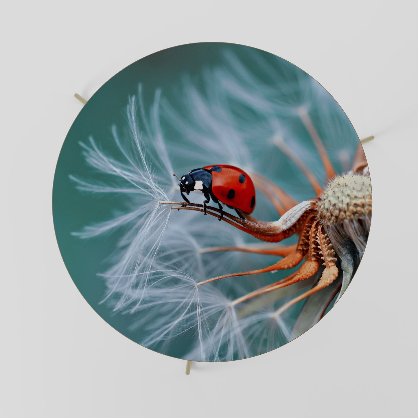 Tavolino da caffè LADYBUG BALANCE 69