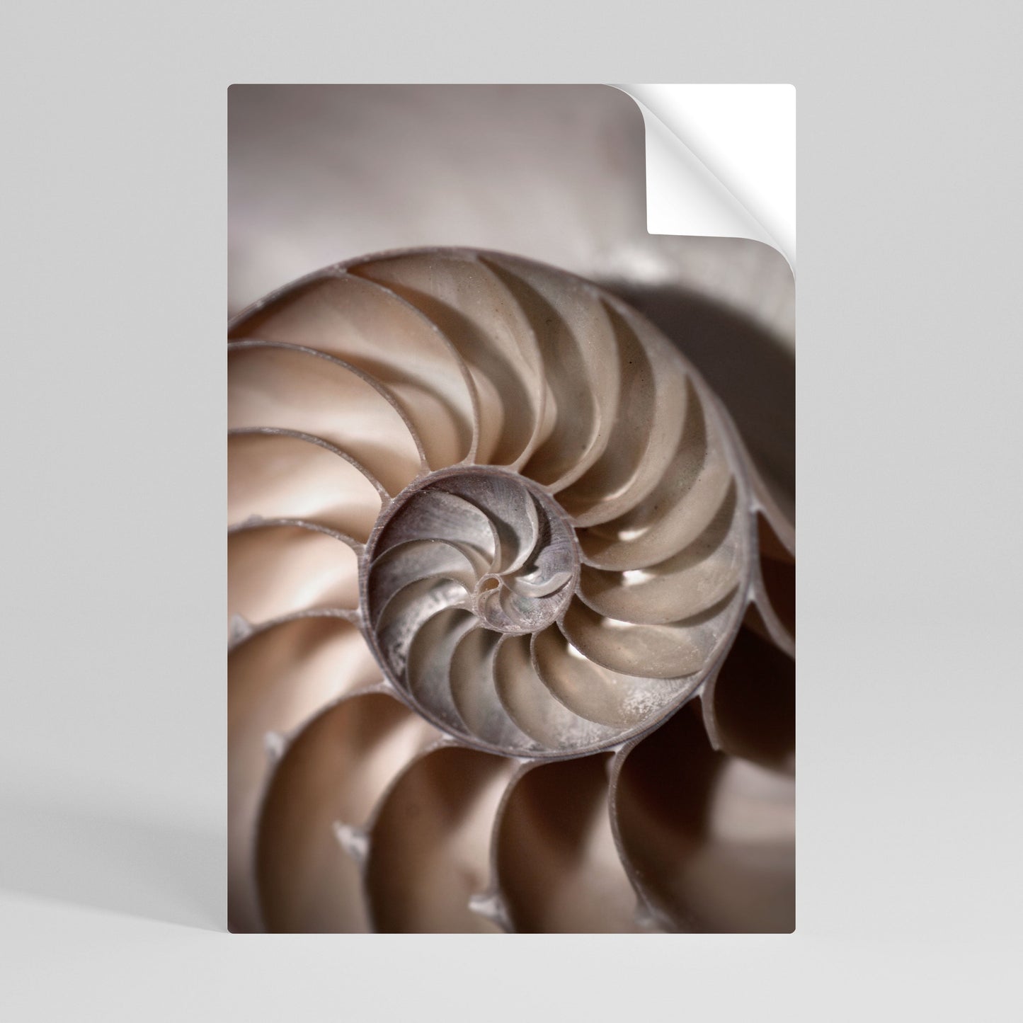 Poster verticale staccabile e attaccabile SUSSURRI DI CONCHIGLIE