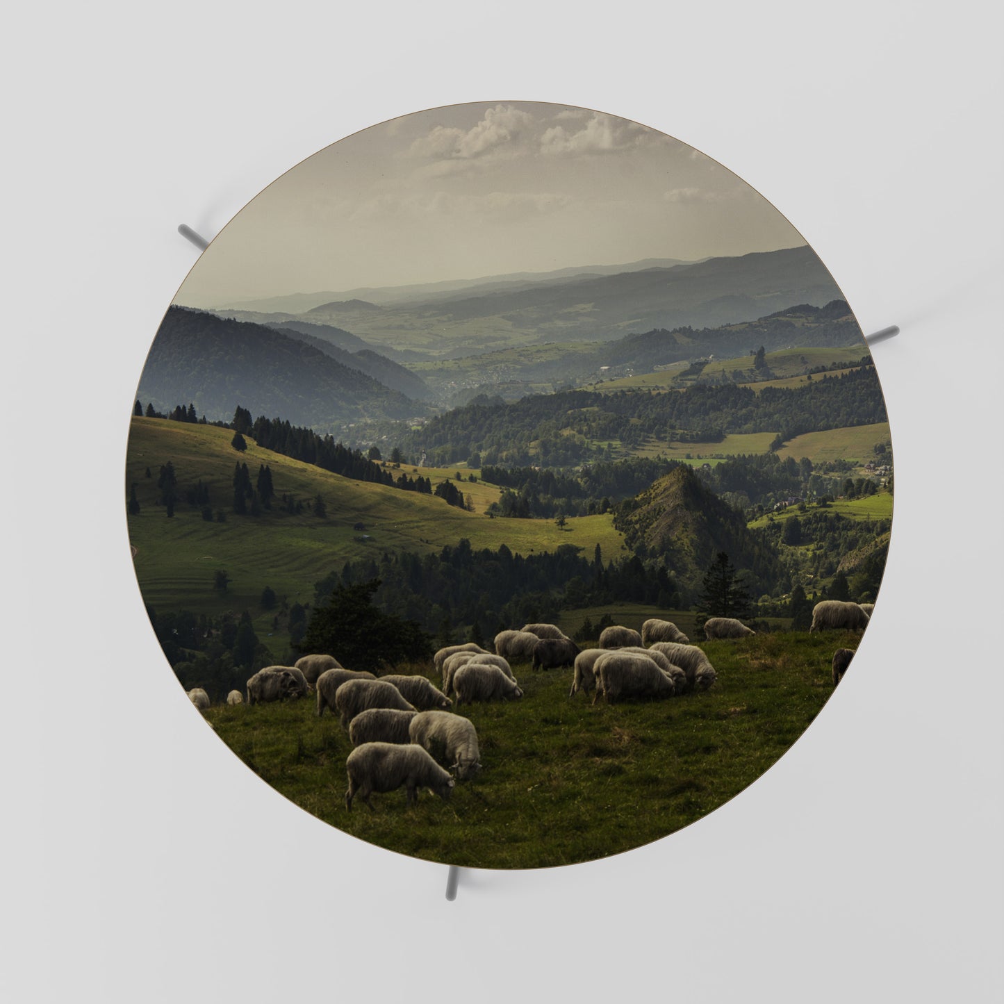 SHEEP IN SERENITY Coffee Table 69