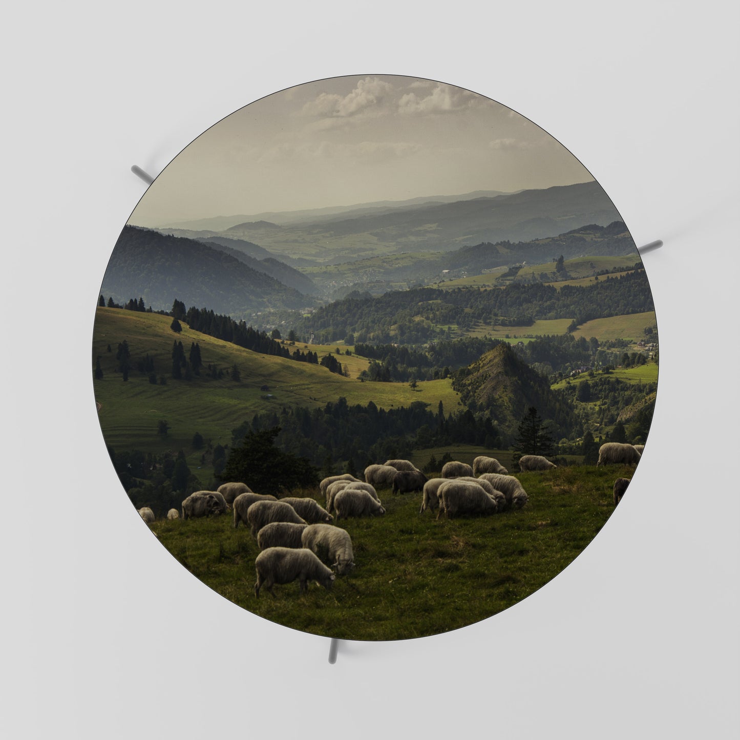 SHEEP IN SERENITY Coffee Table 69