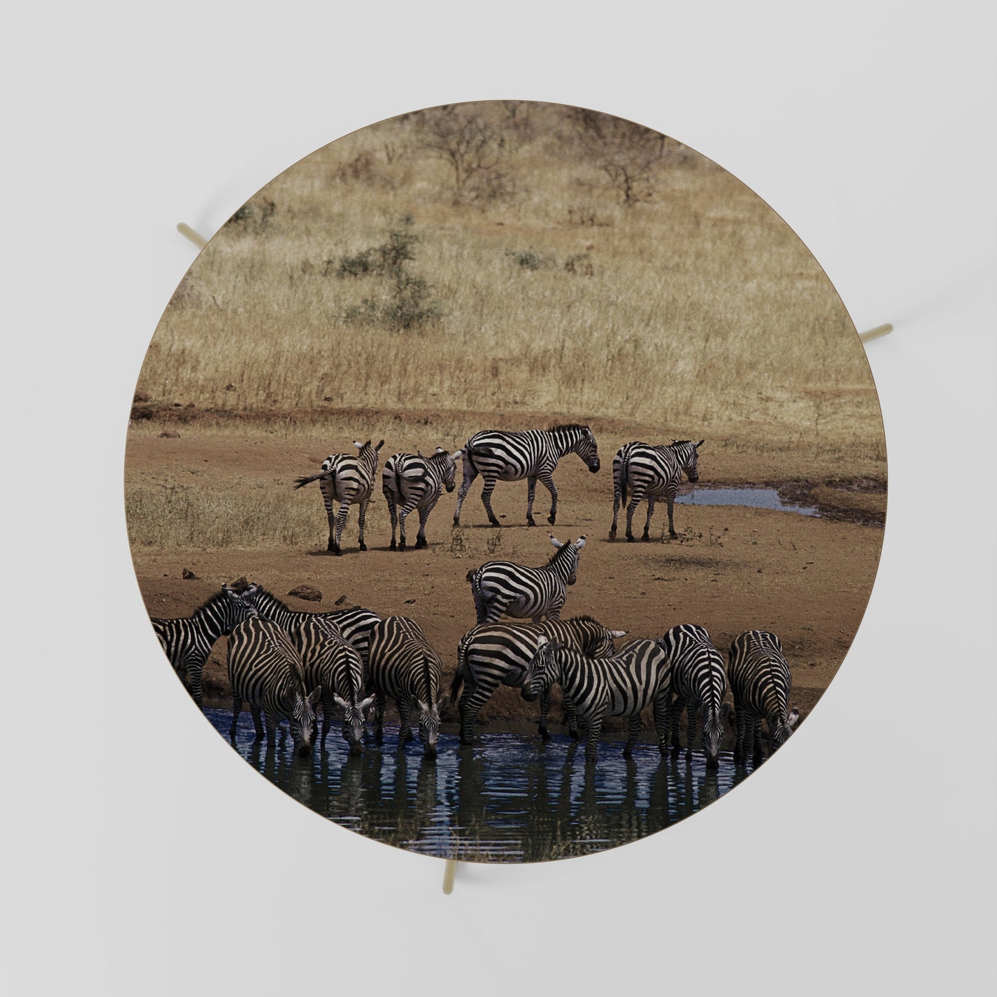 THE ZEBRA HARMONY Coffee Table 69