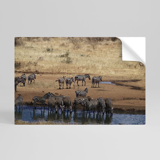 Poster orizzontale staccabile e attaccabile THE ZEBRA HARMONY