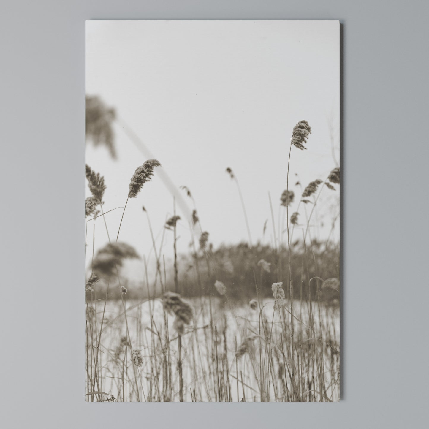 TIMELESS TUSSOCKS Stampa su Tela Verticale