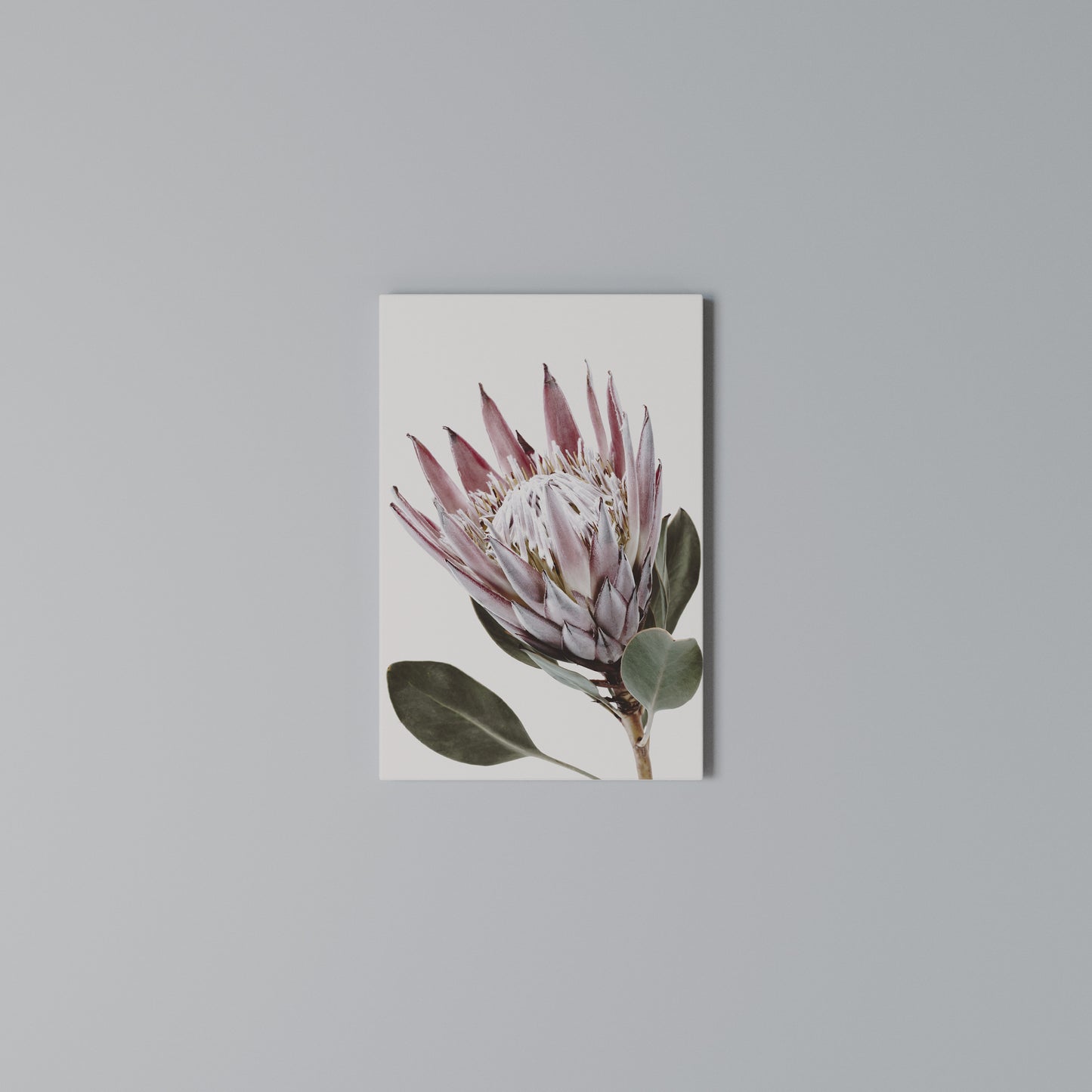 PROTEA FLOWER Vertical Canvas Print
