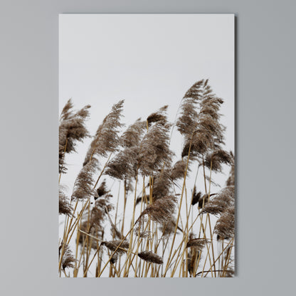 DANCE OF REEDS Stampa su Tela Verticale