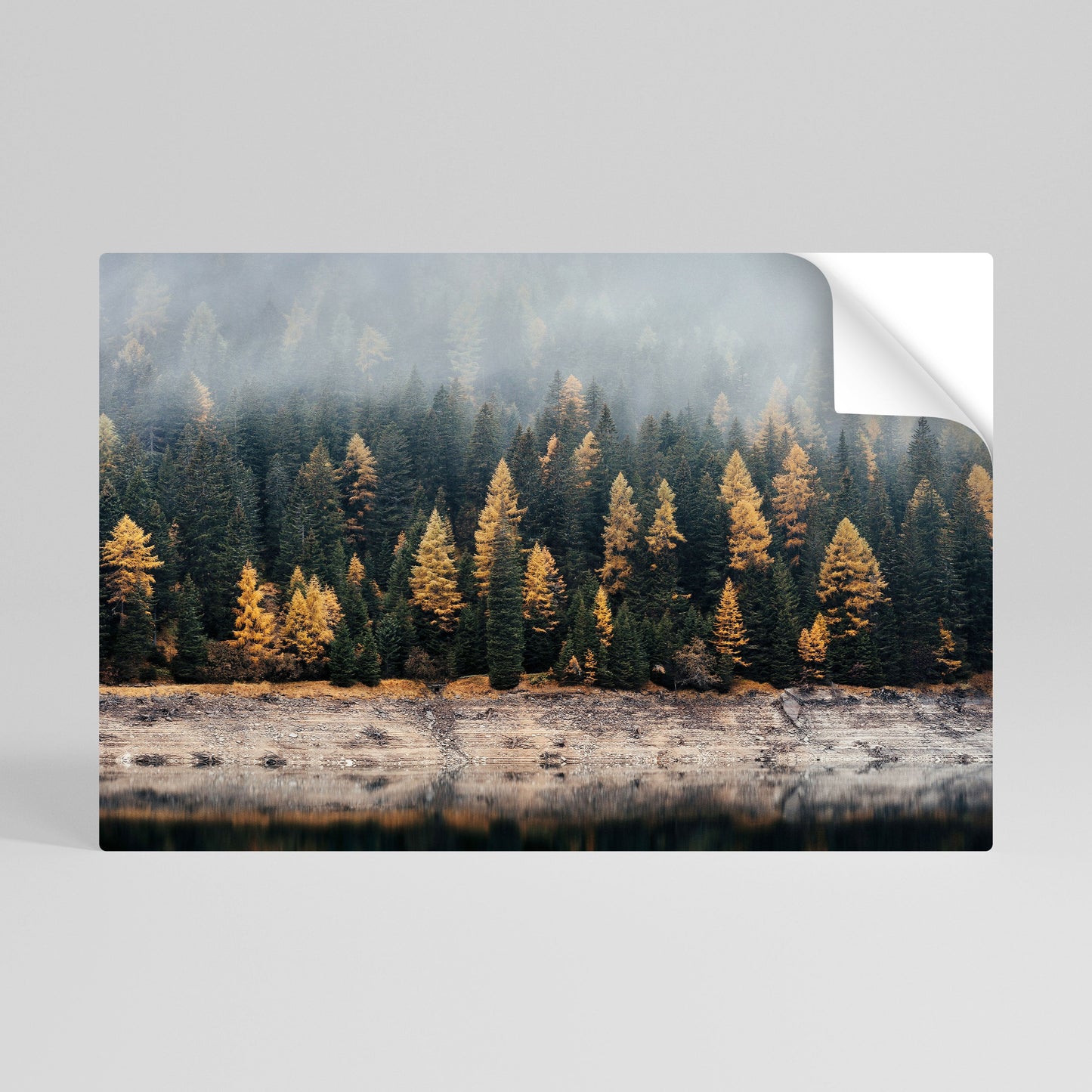 ALBERI DORATI NELLA NEBBIA Poster orizzontale staccabile e attaccabile