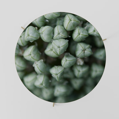 Tavolino da caffè TEXTURED GREEN TIDBITS 69