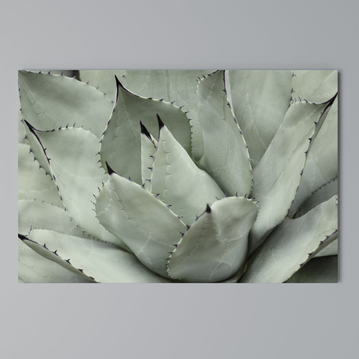 MYSTICAL SUCCULENT DREAM Stampa su tela orizzontale