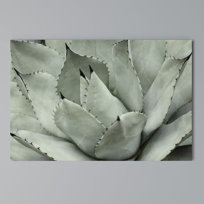 MYSTICAL SUCCULENT DREAM Stampa su tela orizzontale