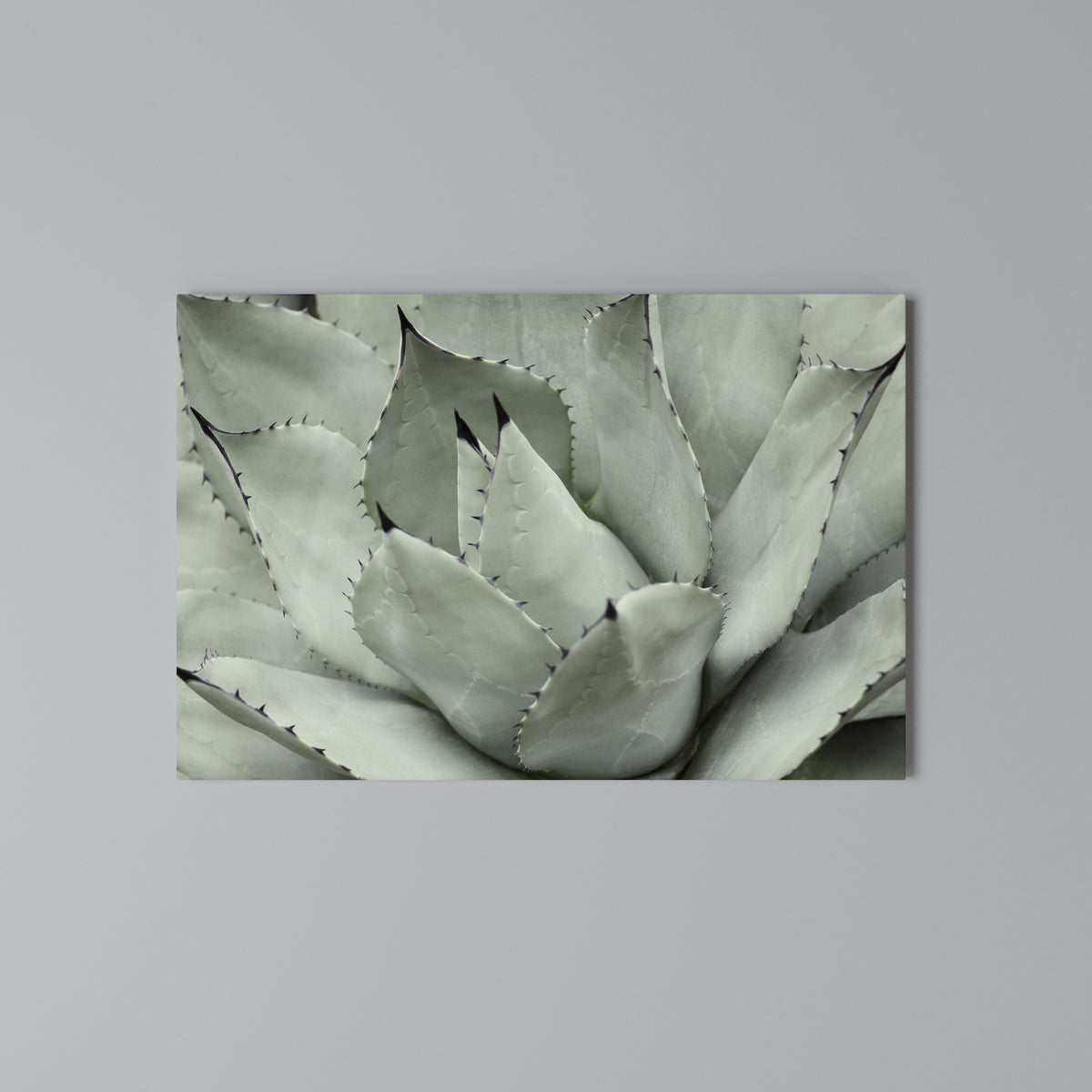 MYSTICAL SUCCULENT DREAM Stampa su tela orizzontale