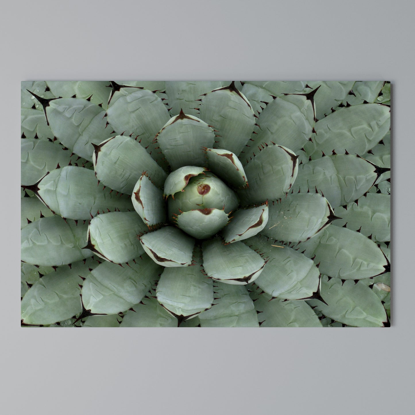 SUCCULENT SYMMETRY Stampa su tela orizzontale