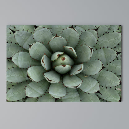 SUCCULENT SYMMETRY Stampa su tela orizzontale