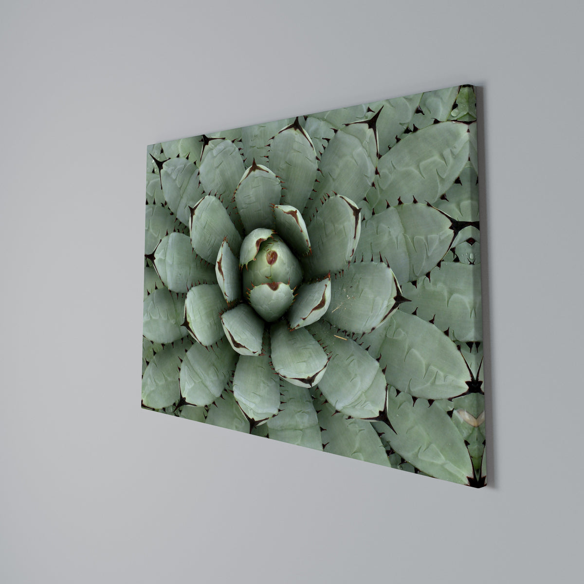 SUCCULENT SYMMETRY Stampa su tela orizzontale