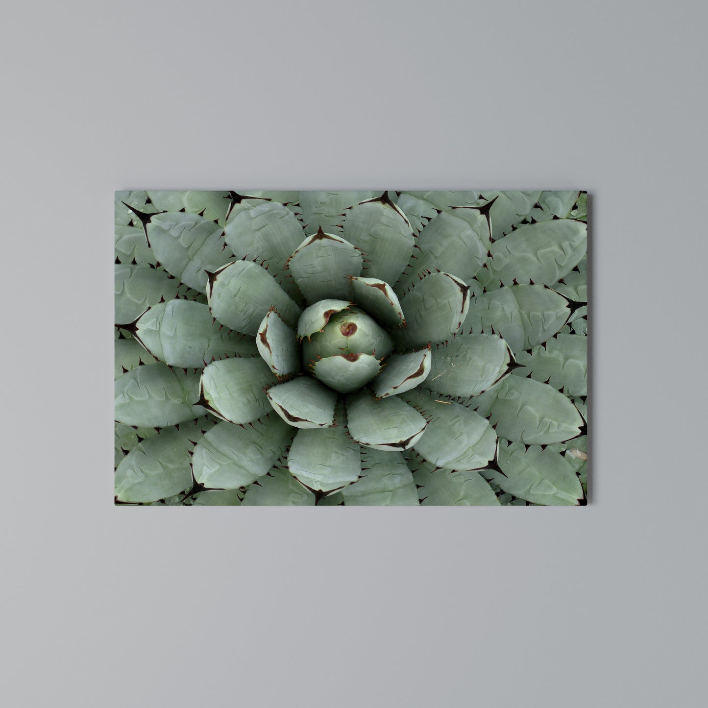 SUCCULENT SYMMETRY Stampa su tela orizzontale