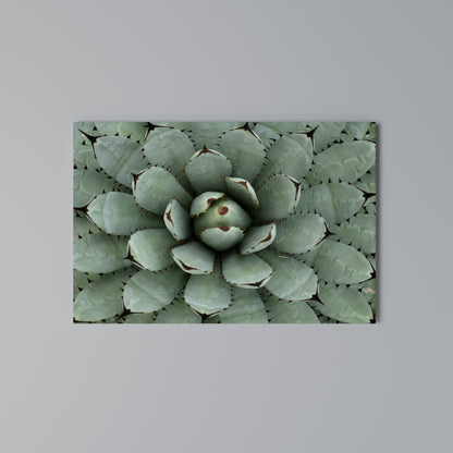 SUCCULENT SYMMETRY Stampa su tela orizzontale