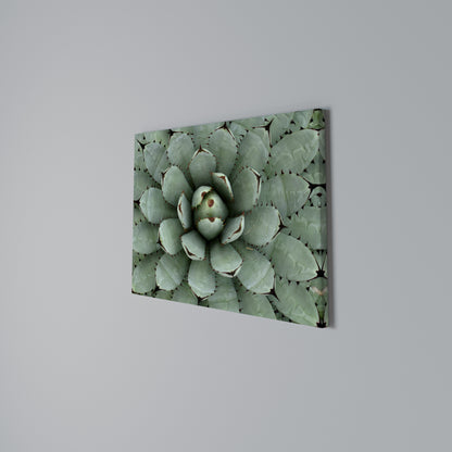 SUCCULENT SYMMETRY Stampa su tela orizzontale