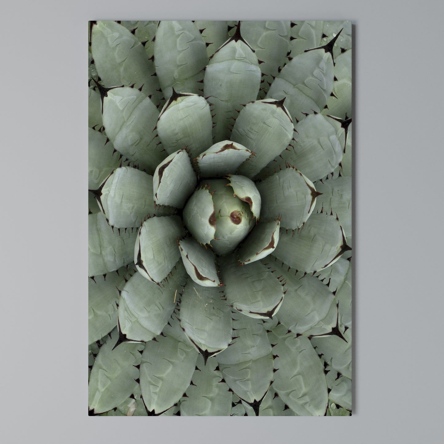 SUCCULENT SYMMETRY Stampa su Tela Verticale