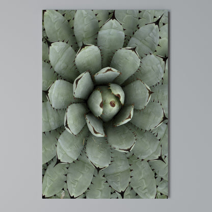 SUCCULENT SYMMETRY Stampa su Tela Verticale