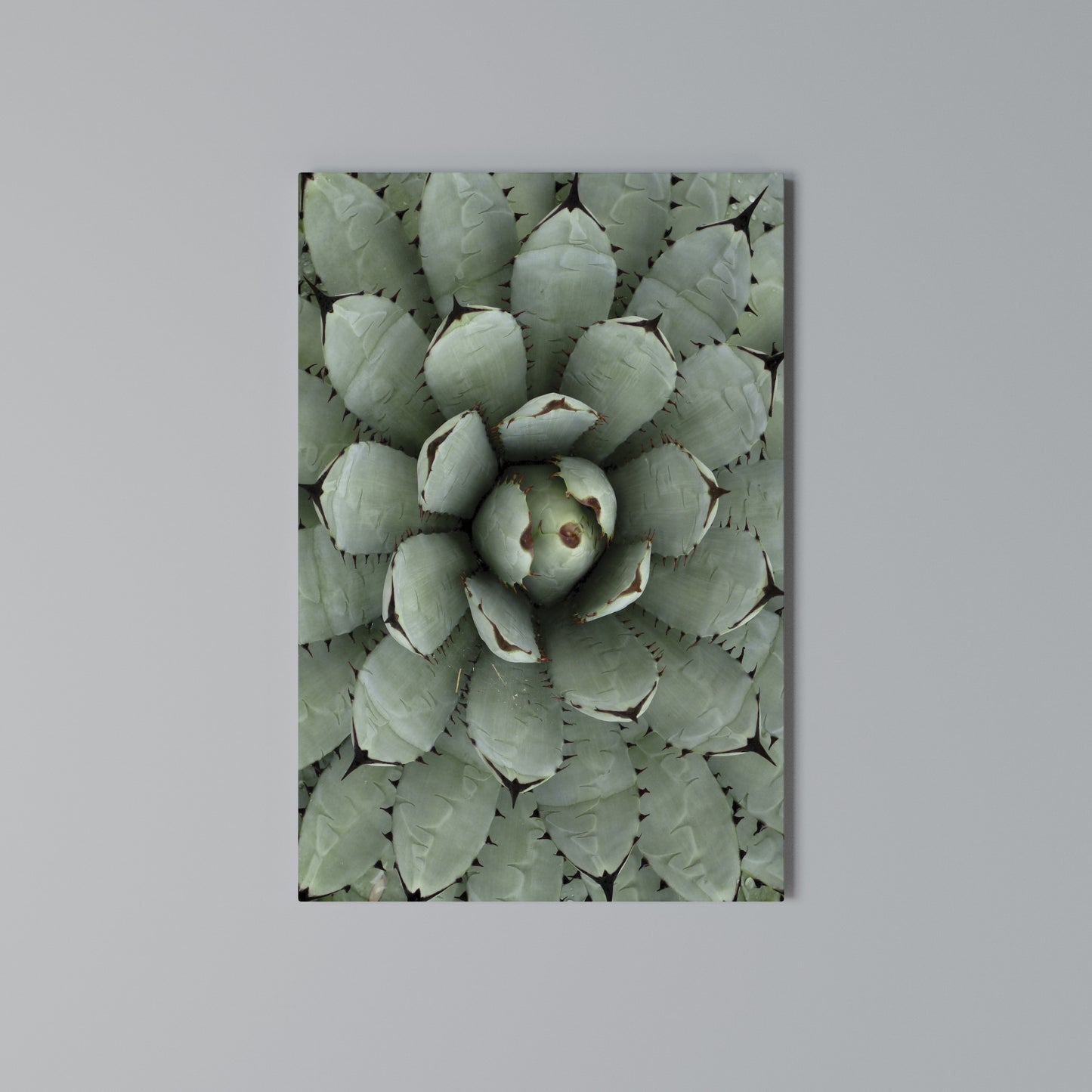 SUCCULENT SYMMETRY Stampa su Tela Verticale
