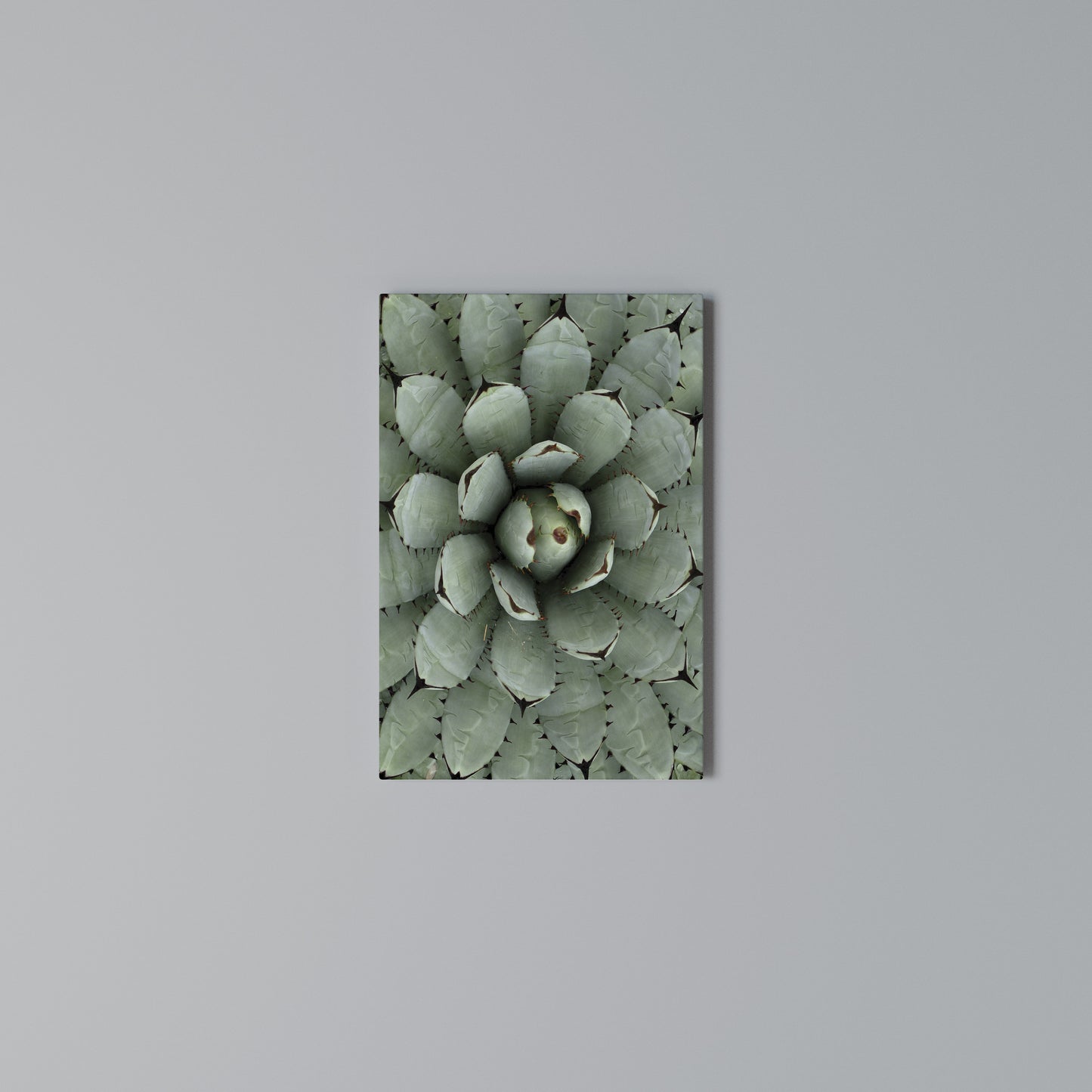 SUCCULENT SYMMETRY Stampa su Tela Verticale