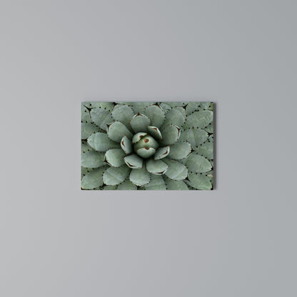 SUCCULENT SYMMETRY Stampa su tela orizzontale