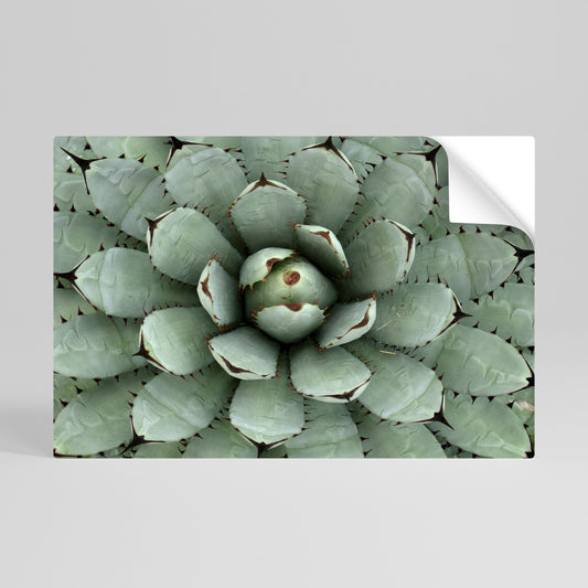 SIMMETRIA SUCCULENTA Poster orizzontale staccabile e attaccabile