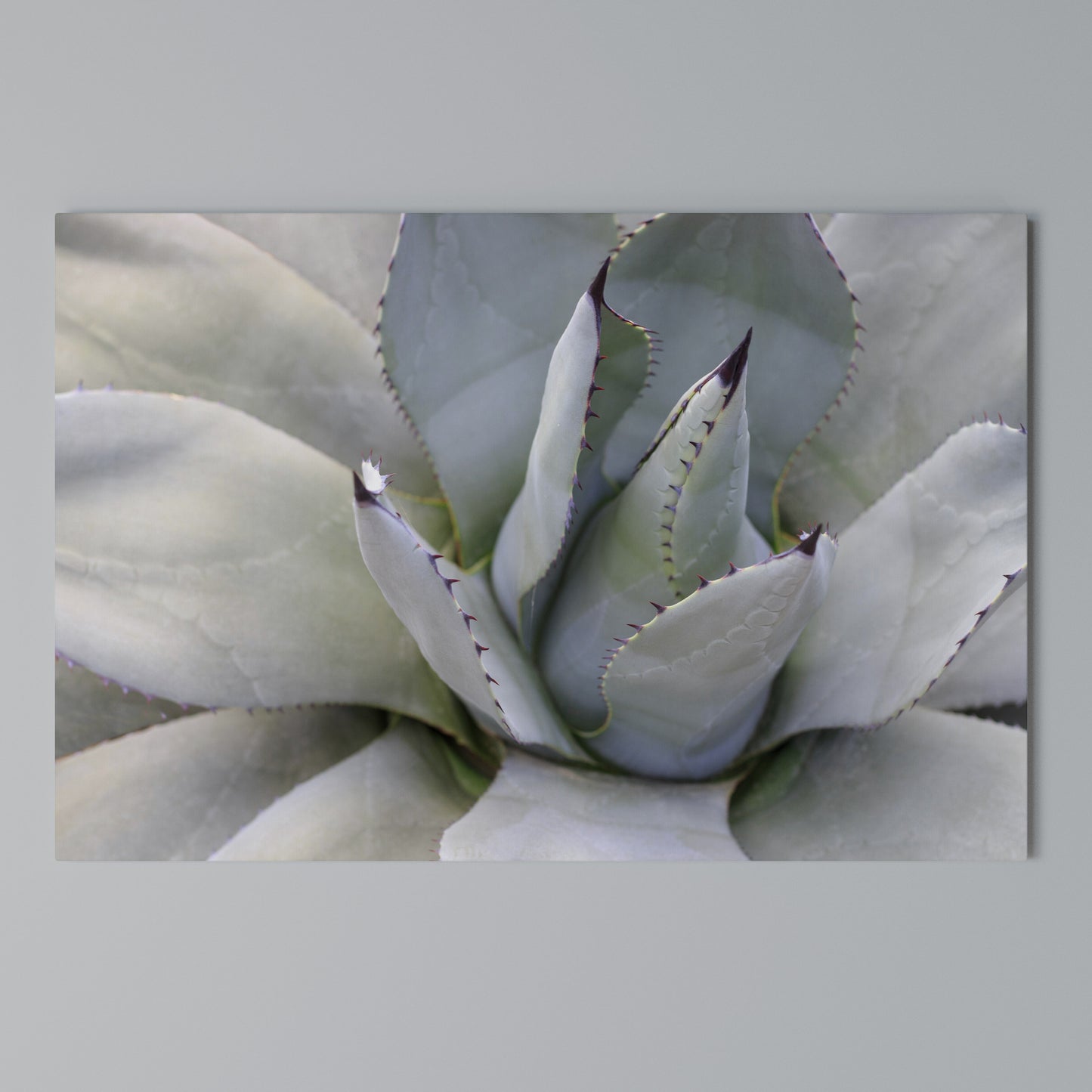 AGAVE ELEGANCE Stampa su tela orizzontale