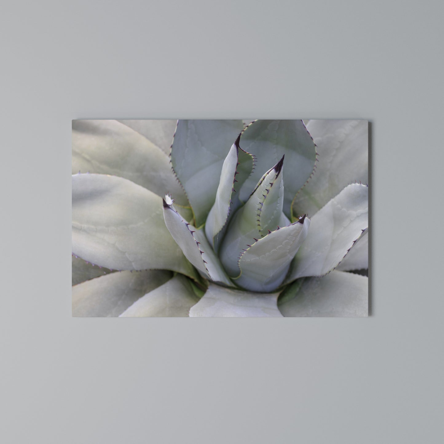AGAVE ELEGANCE Stampa su tela orizzontale