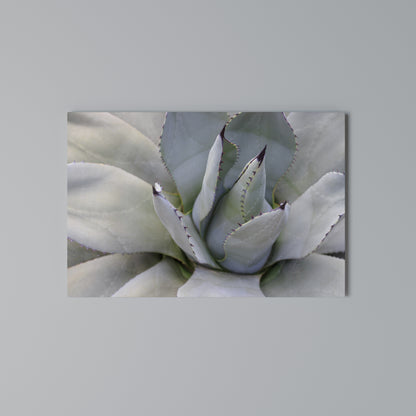 AGAVE ELEGANCE Stampa su tela orizzontale
