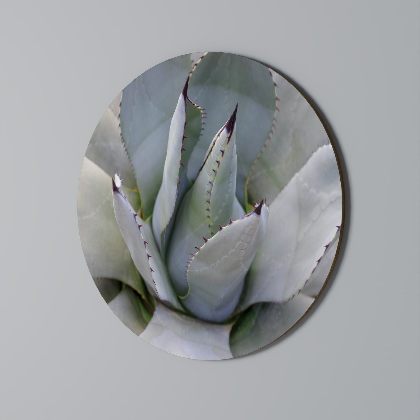 AGAVE ELEGANCE Arte murale rotonda