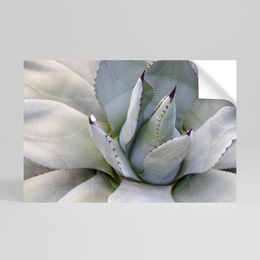 Poster orizzontale staccabile e attaccabile AGAVE ELEGANCE