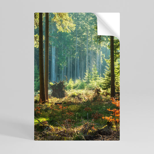 Poster verticale staccabile e attaccabile "Serenata nella foresta illuminata dal sole"
