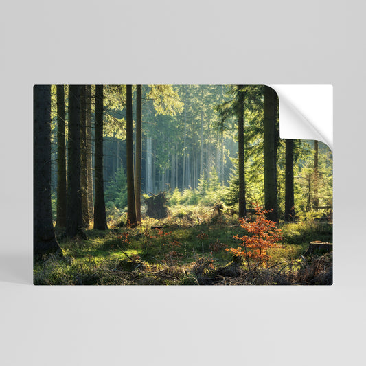 Poster orizzontale staccabile e attaccabile "Serenata nella foresta illuminata dal sole"
