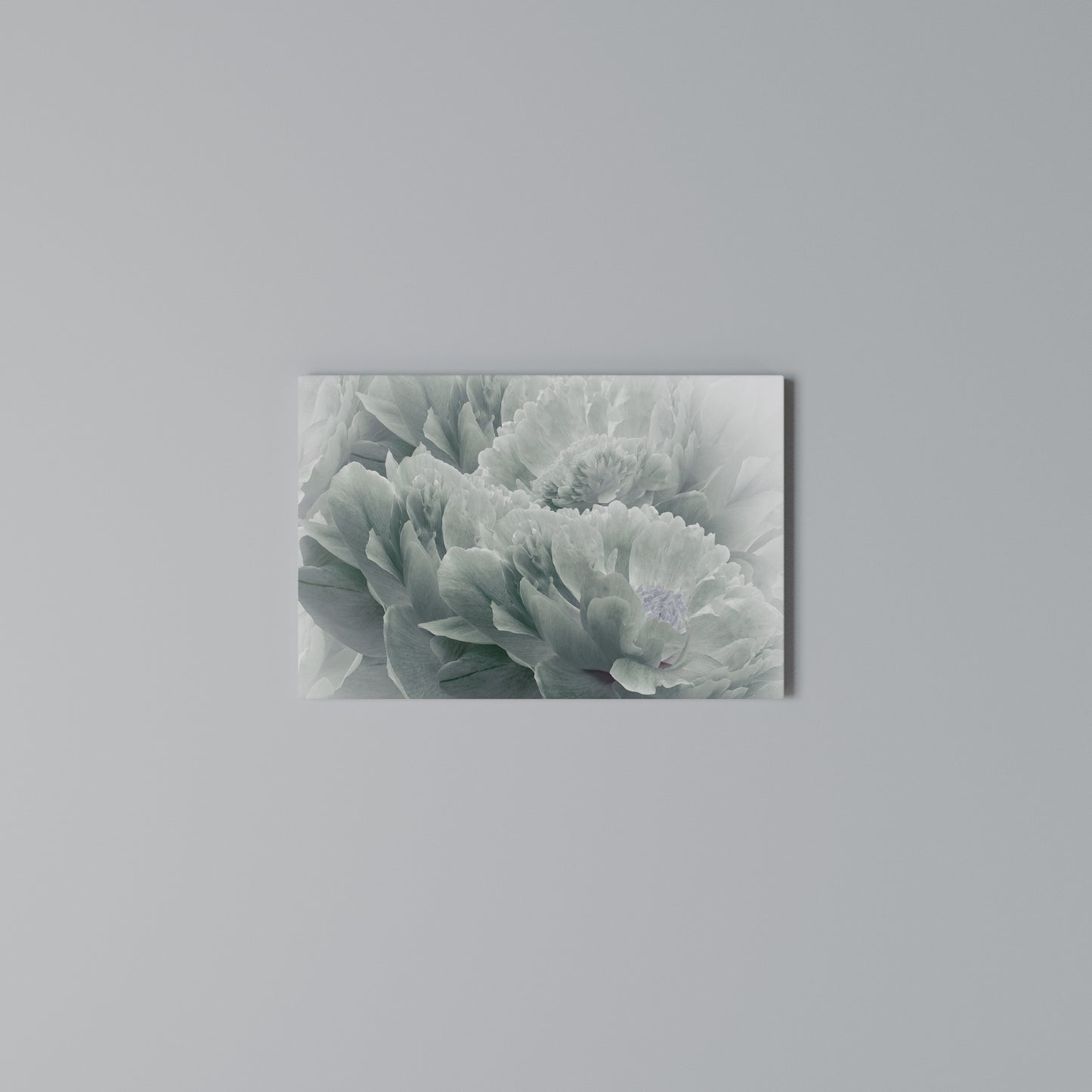 TREE PEONIES Stampa su tela orizzontale
