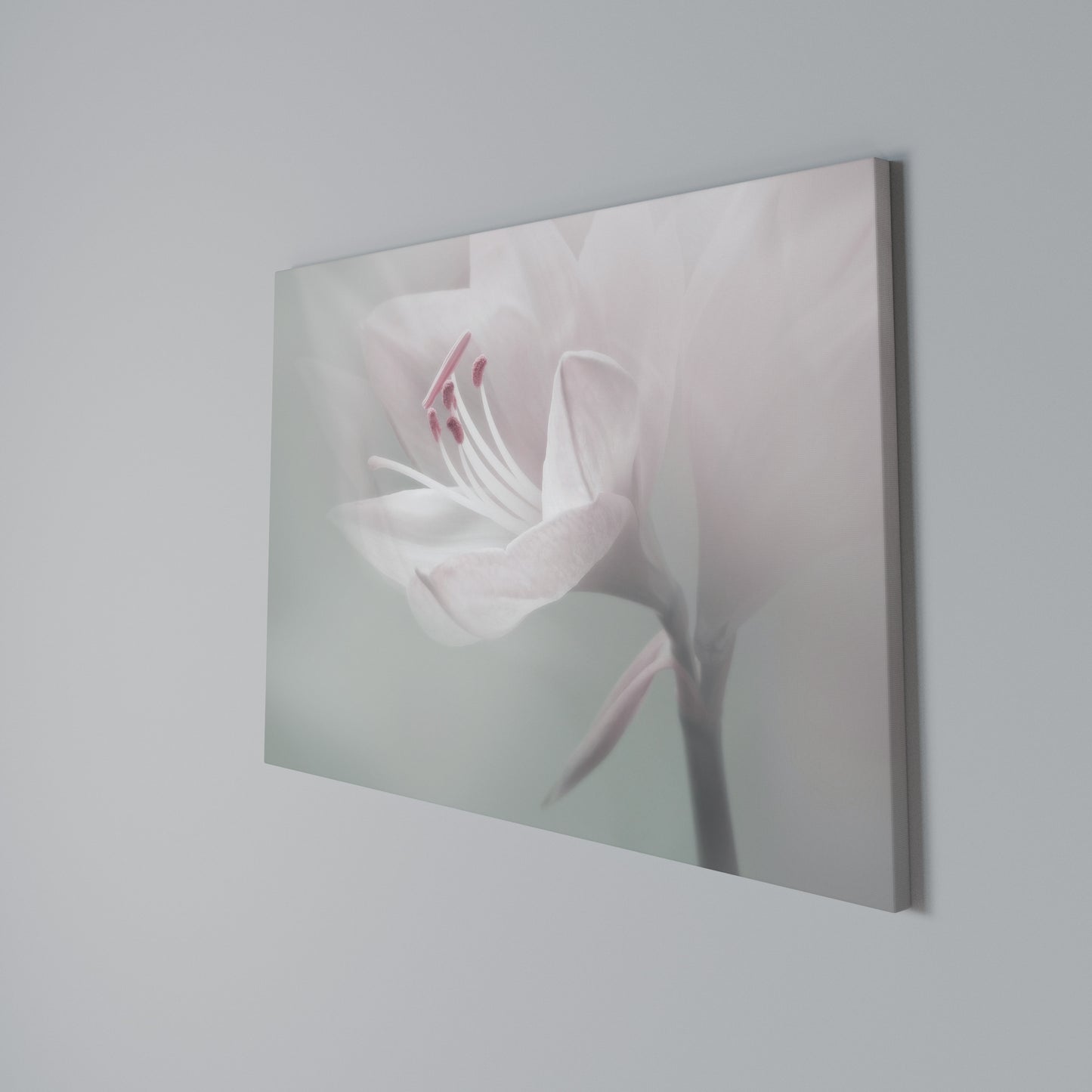 GENTLE LILY Horizontal Canvas Print