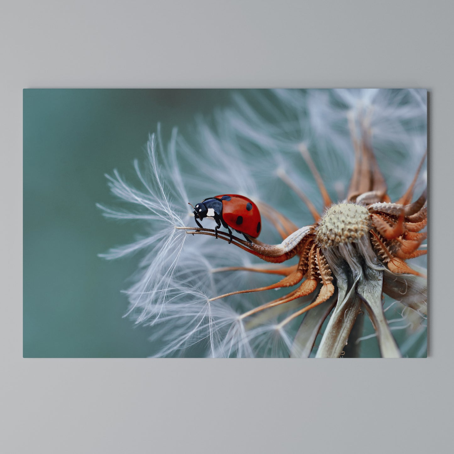 LADYBUG BALANCE Stampa su tela orizzontale