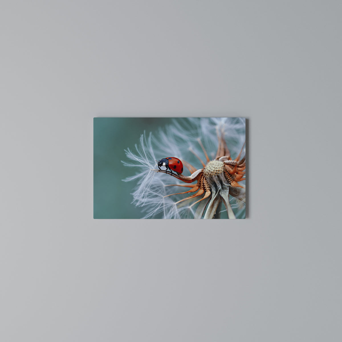 LADYBUG BALANCE Stampa su tela orizzontale